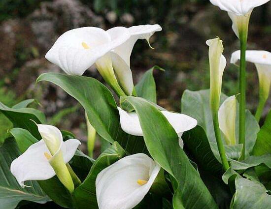 馬蹄蓮風(fēng)水作用是什么，馬蹄蓮作用與功效