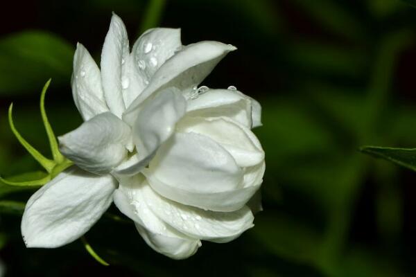 茉莉茶的功效與作用，清熱解毒、行氣止痛