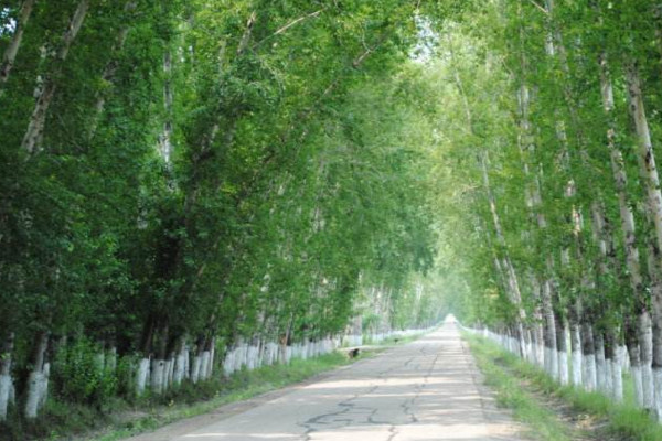 意楊樹(shù)的危害