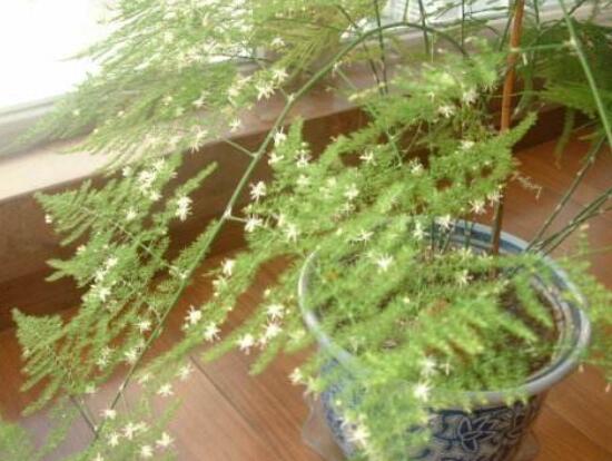 文竹開花嗎，每年9-10月間盛放(和睦美滿)