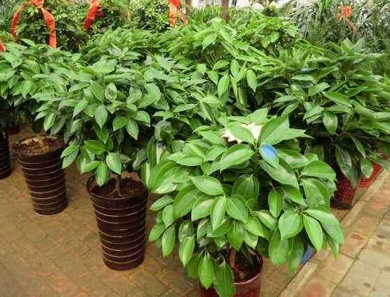 平安樹發(fā)黃脫落怎么辦，平安樹養(yǎng)殖方法與技巧