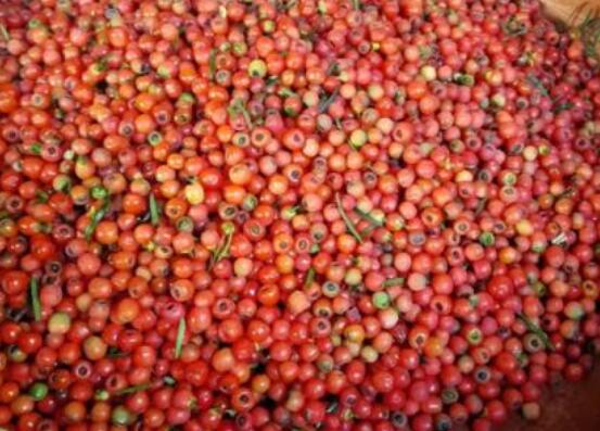 紅豆杉種子怎么種，做好這四點(diǎn)就會(huì)生根發(fā)芽