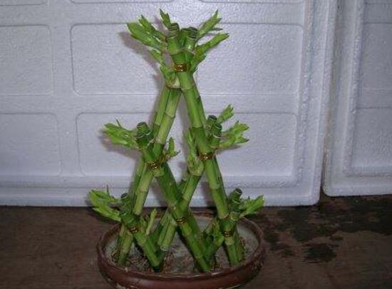 富貴竹施肥用什么肥料，富貴竹施什么肥好