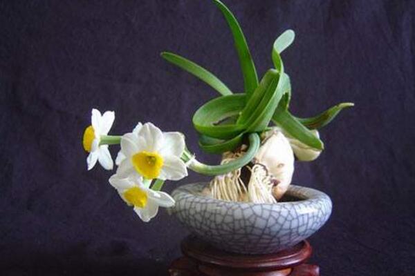 水仙花可以放室內(nèi)嗎，汁液花粉有毒不建議放室內(nèi)