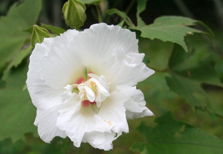 木芙蓉花的花語(yǔ)和傳說(shuō)，寓意著平凡中的高潔