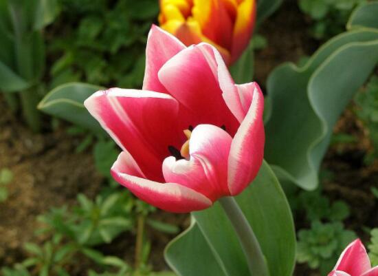 郁金香莖短花小是怎么回事，解析最全面的三種原因