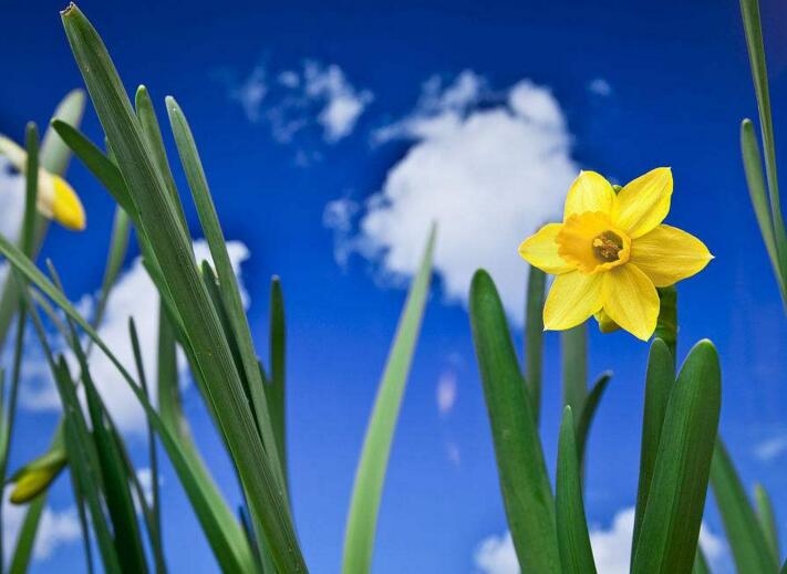 家養(yǎng)水仙花葉子過(guò)長(zhǎng)怎么辦，4種解決葉子過(guò)長(zhǎng)的方法