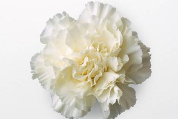 紅色康乃馨花語(yǔ)，祝愿母親健康長(zhǎng)壽