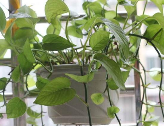 怎樣制作綠蘿盆景，教你簡單四個步驟就可完成