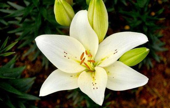 百合花的藥用價(jià)值，百合花的功效與作用