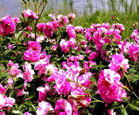 薔薇花圖片大全，細(xì)數(shù)薔薇花八種圖片大全