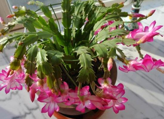 蟹爪蘭一年開幾次花，蟹爪蘭花語是什么