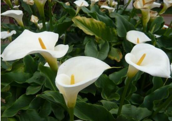 馬蹄蓮怎么繁殖，馬蹄蓮的繁殖方法