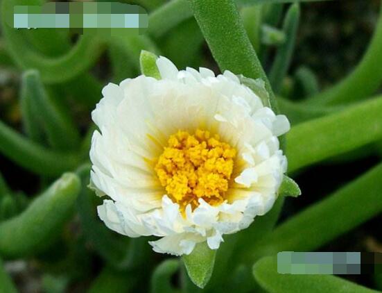 碧光環(huán)開花嗎，會開/從種植到開花需要5-7年(時間漫長)