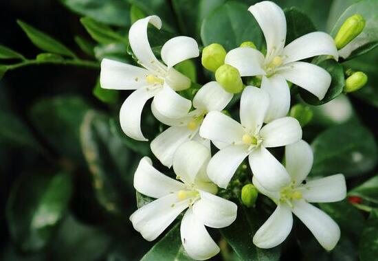 九里香怎么養(yǎng)，九里香的養(yǎng)殖方法