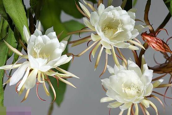 曇花爛根了要怎么辦，及時(shí)修剪腐爛根系/做好傷口消毒