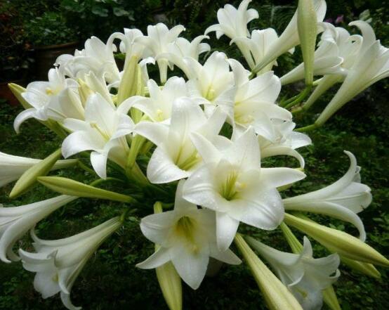 百合花放在室內(nèi)有毒嗎，花香導(dǎo)致失眠、惡心，煩亂(無(wú)毒)