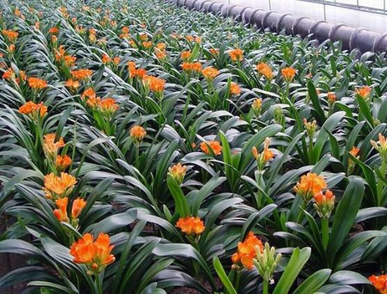 君子蘭施肥時間，早上施肥生長最佳