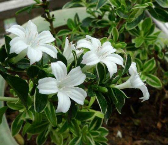 六月雪怎么養(yǎng)殖，老農(nóng)總結(jié)最簡單八大基本養(yǎng)殖方法