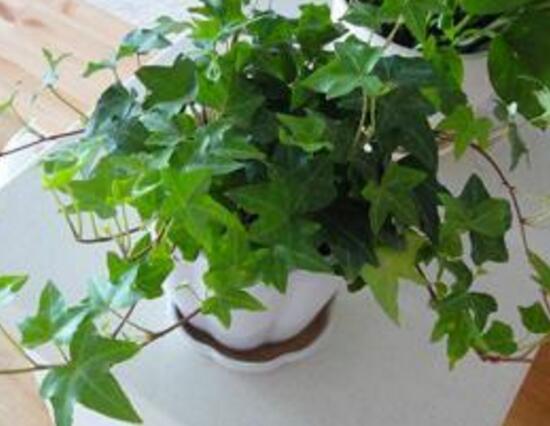 常春藤葉子發(fā)黃的原因有三，讓它重新恢復(fù)生機(jī)