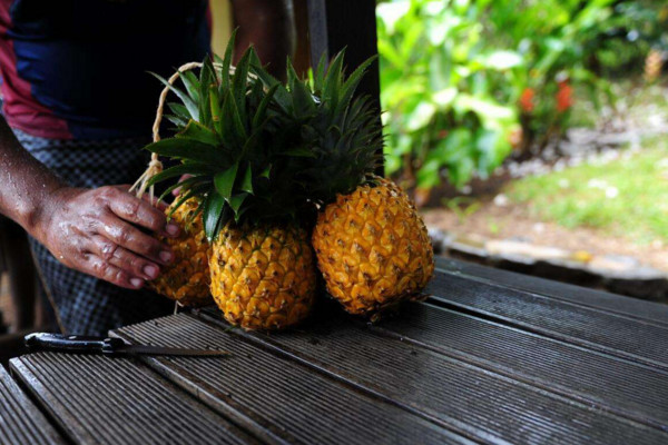 香水菠蘿產(chǎn)地