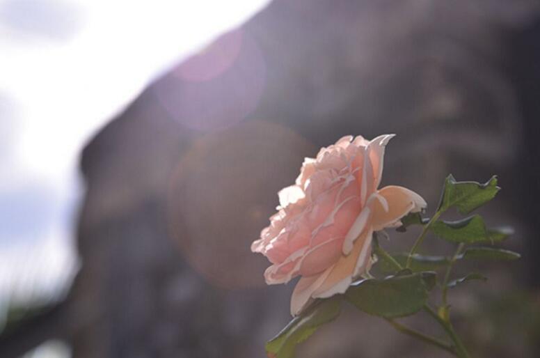 牡丹花語大全，各種顏色牡丹花語大全介紹