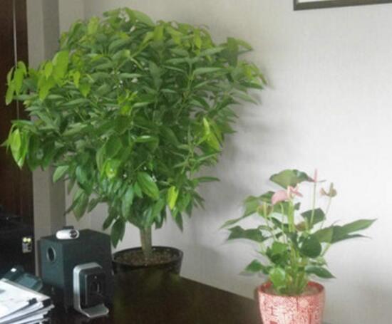 平安樹怎么繁殖，平安樹扦插方法圖解