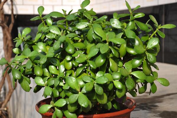 燕子掌會開花嗎，可以開花但是開花難度較高