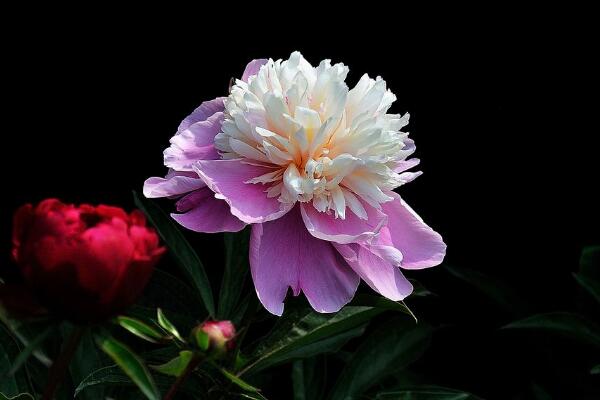 芍藥花花語是什么啊，情有所鐘/難舍難分