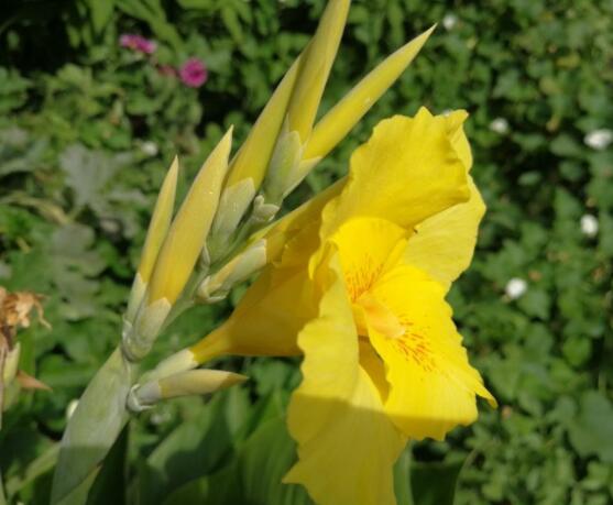 粉色馬蹄蓮花語(yǔ)是什么，代表著愛(ài)你一生一世