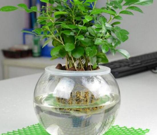 九里香可以水培嗎，九里香水培的養(yǎng)殖方法