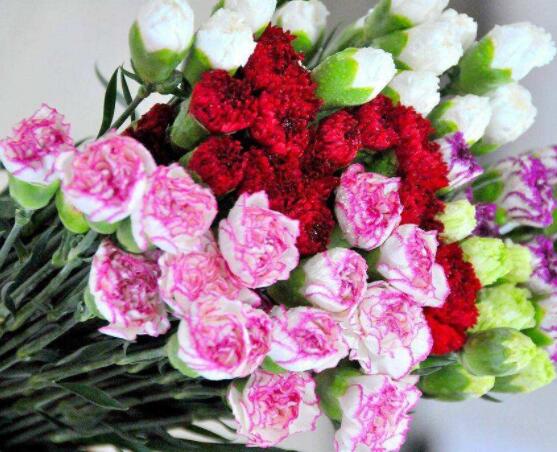 康乃馨的作用，凈化空氣、美化環(huán)境(五個要點)