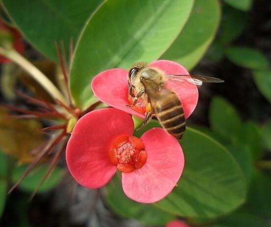 養(yǎng)虎刺梅不吉利嗎，導(dǎo)致全家霉運(yùn)不斷、影響身體健康