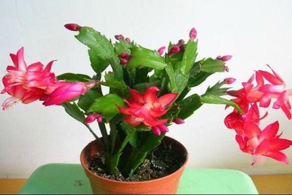 蟹爪蘭爛根怎么辦，澆水適當(dāng)勿亂施肥，前期預(yù)防很重要（附方法）