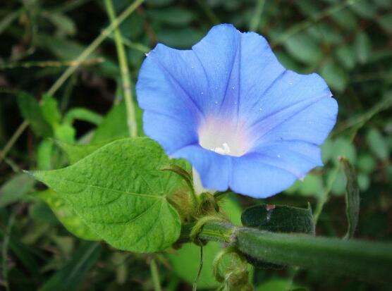 牽?；ㄈ~子發(fā)黃怎么辦，牽?；ㄈ~子發(fā)黃解決辦法