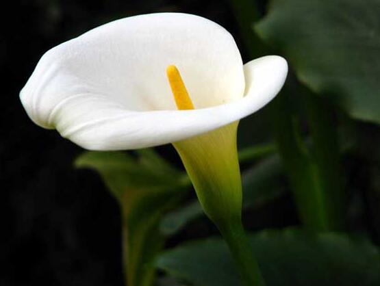 馬蹄蓮可以放在室內(nèi)嗎，促進(jìn)家庭和諧、夫妻恩愛(ài)