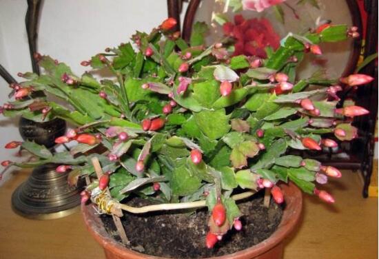 蟹爪蘭不開(kāi)花的原因，蟹爪蘭怎么修剪開(kāi)花多