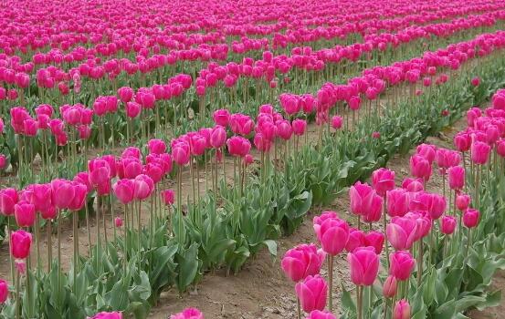 郁金香什么時候開花，賞花期3月-5月