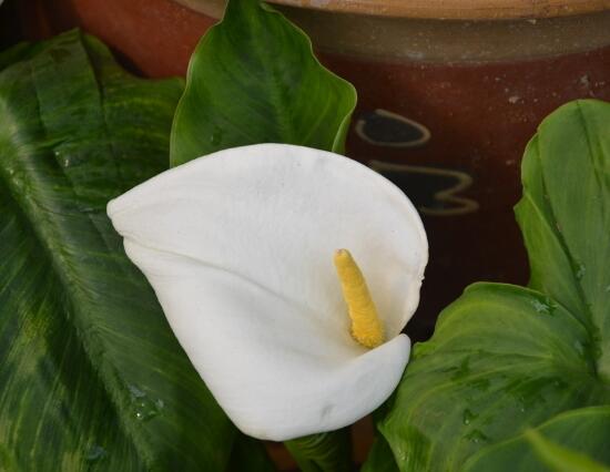 海芋和馬蹄蓮的區(qū)別，教你三種區(qū)別方法(形態(tài)/花序/價(jià)值)