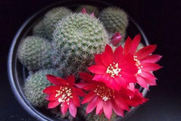 仙人球什么時候開花，每年的5月份開花（開花條件較高）