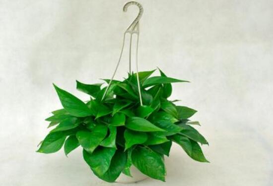 綠蘿怎么澆水，啤酒澆綠蘿的正確方法