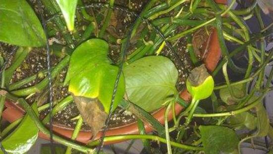 綠蘿葉子枯萎怎么辦，四種原因以及解決辦法