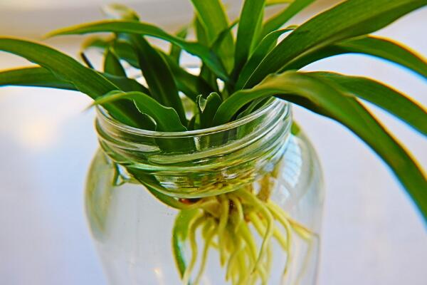 吊蘭能水養(yǎng)嗎，吊蘭水培養(yǎng)護(hù)要點(diǎn)以及注意事項