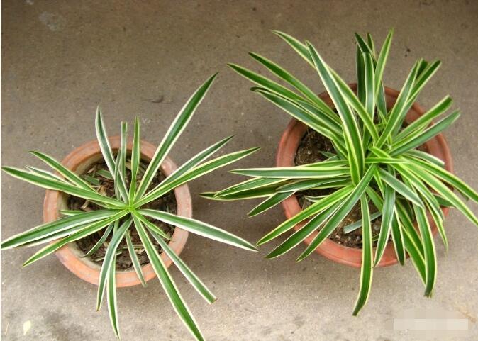 吊蘭怎么繁殖，三種繁殖方法讓你的吊蘭一盆變十盆