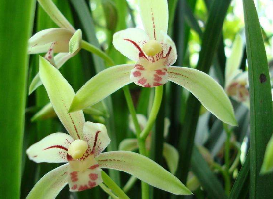 蘭花什么時候開花，不同品種開花時間不盡相同