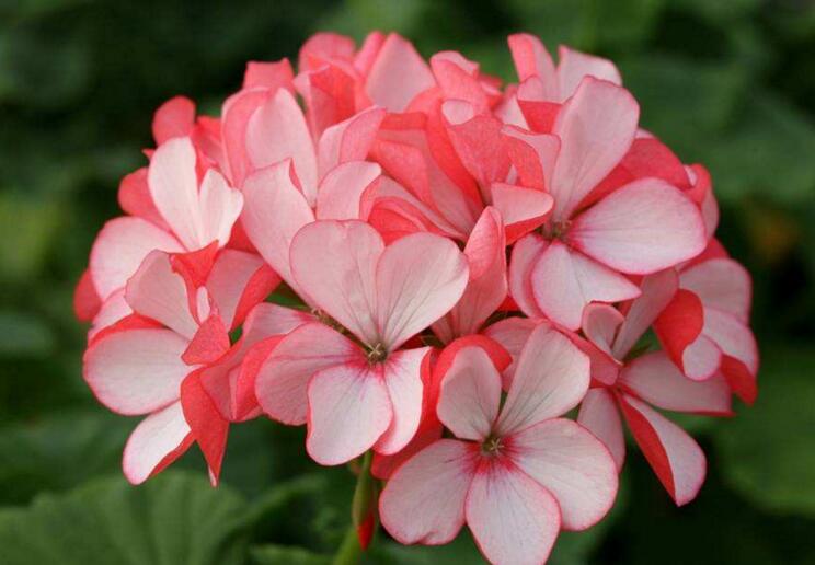 天竺葵能驅(qū)蚊嗎，只有香葉品種的才可以