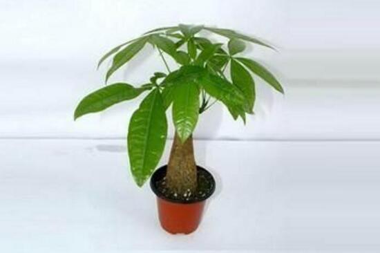發(fā)財樹多久澆一次水，發(fā)財樹澆水的正確方法
