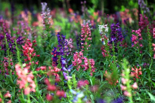 釣鐘柳怎么養(yǎng)殖，不能使用酸性土壤進行養(yǎng)護