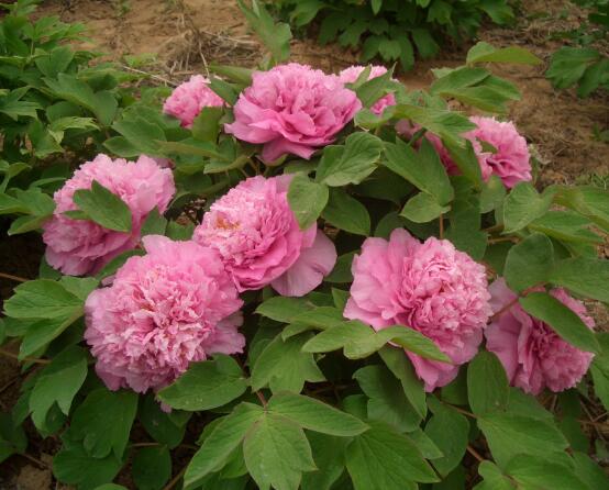 牡丹花語寓意，富貴吉祥、繁榮昌盛/吉祥幸福、美好憧憬