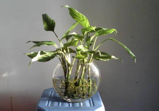 萬年青可以水培嗎，萬年青水培方法